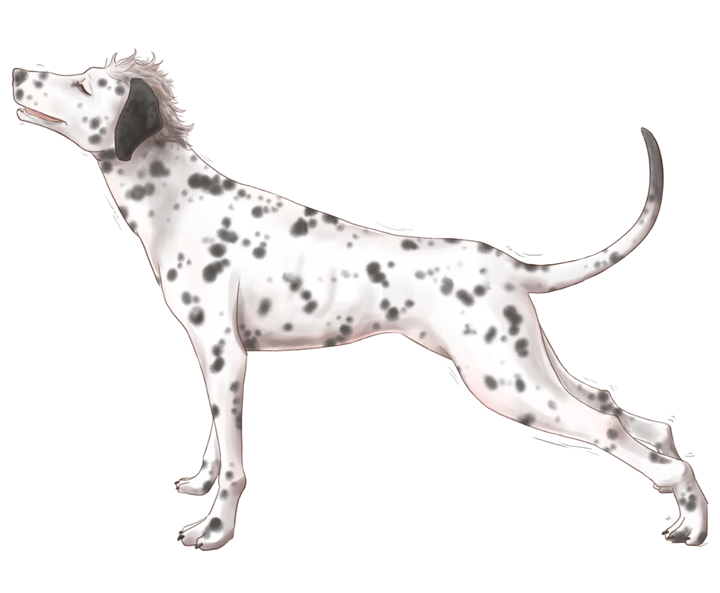 Dalmatian by Coyoteskin
