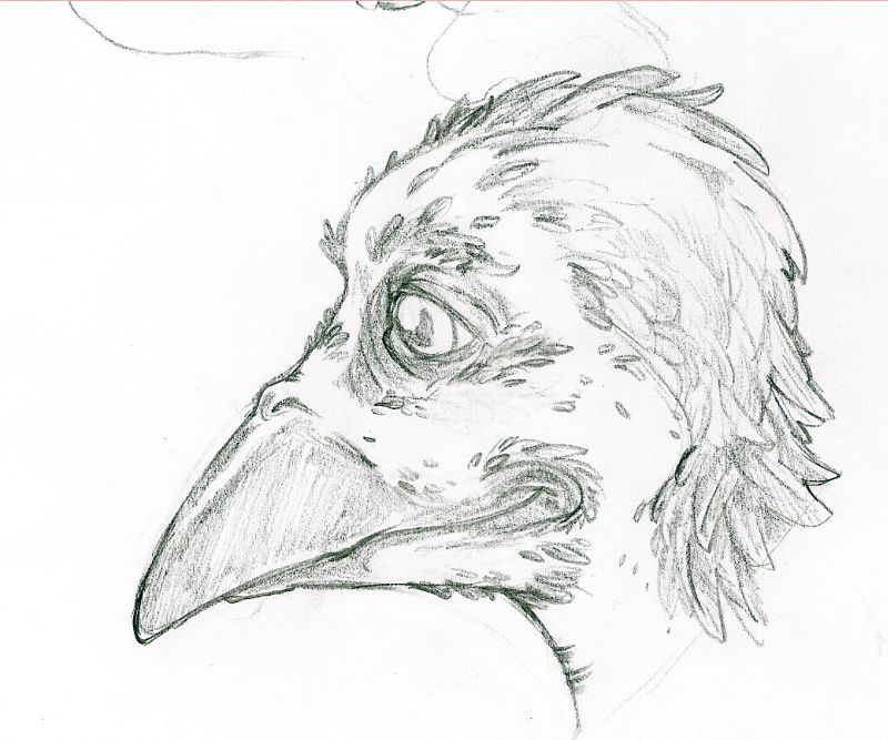 Crow Closeup by Everard