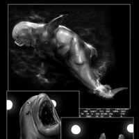 Sequence Image 6
