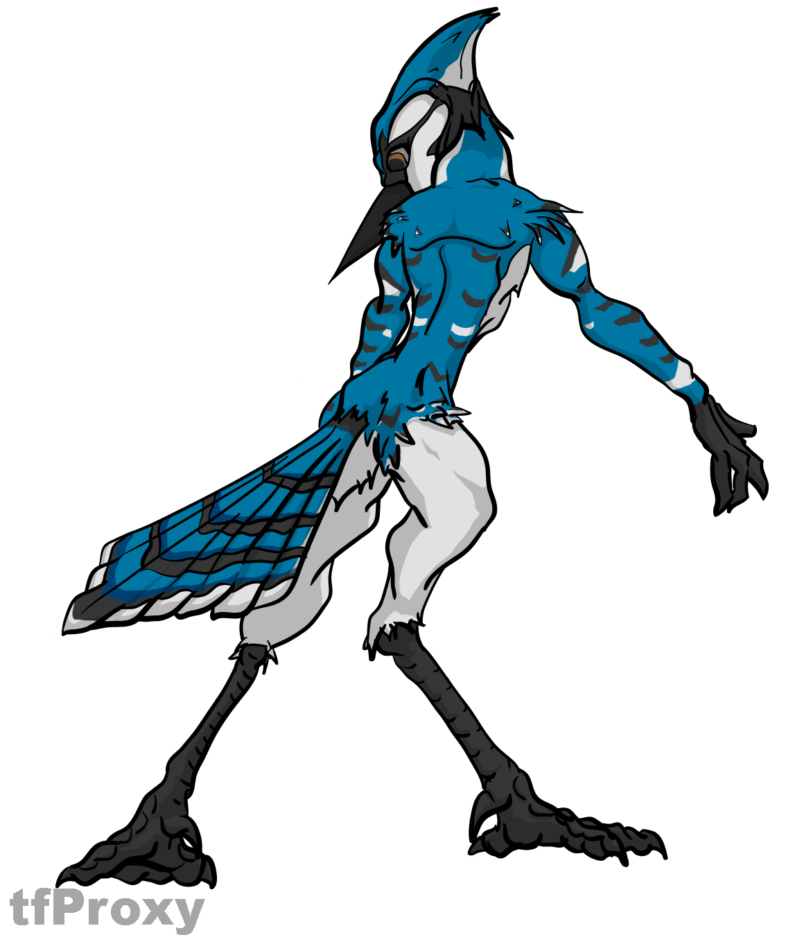 bluejay nobg by TfProxy