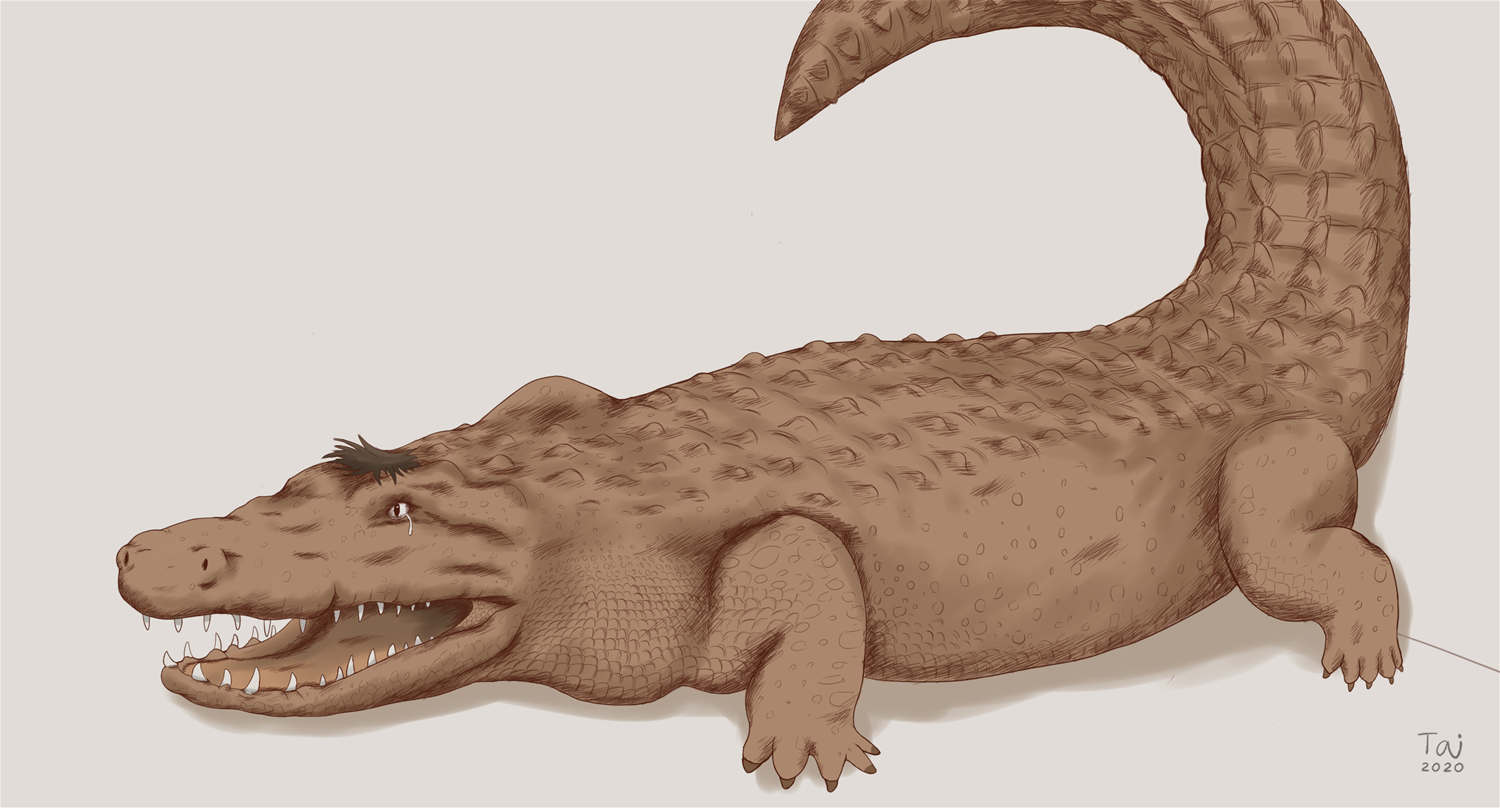 Alligator by Taitora